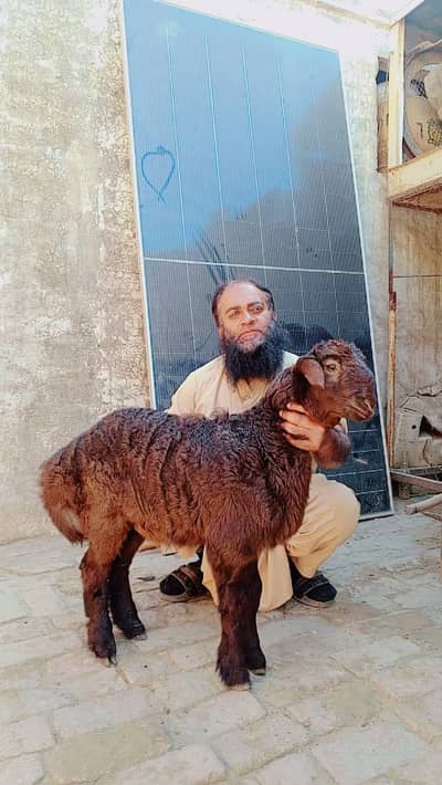 Black Dumba | Sheep | Goat | Bakra Kheera bacha | For sale
