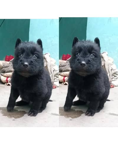 German Shepherd pair for sale long coat