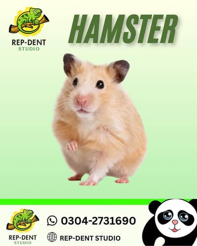 Hamsters AVAILABLE in REP-DENT STUDIO