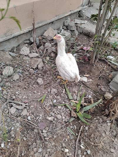 Aseel hen with chicks