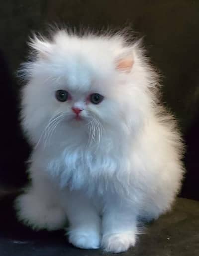 Persian triple coated kitten available