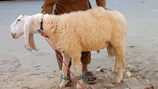 larkana dumba for sale in cheap price