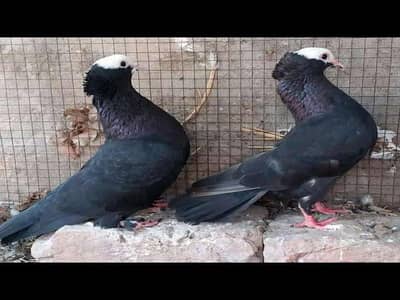 mukhi pigeon Three color available  selling.