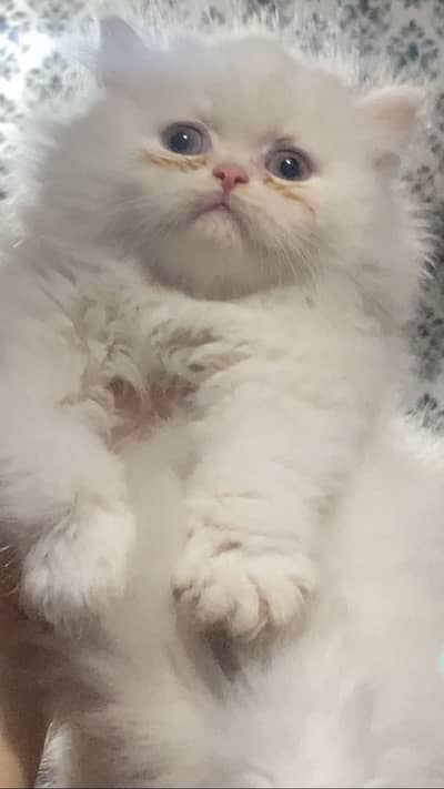 Persian kitten triple coated
