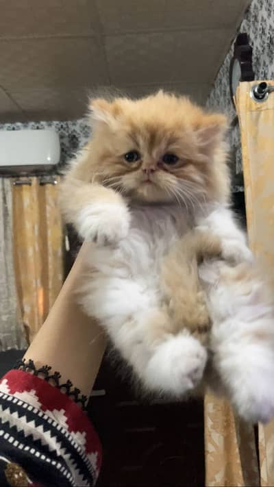 Persian kitten triple coated