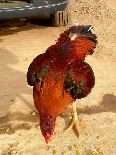 aseel lakha murga or black murgi  for sale