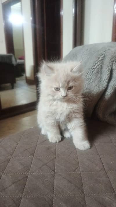 1 pair with 2 babies