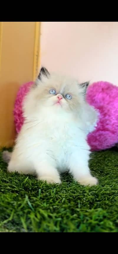 Quality Persian Punch face cat & kitten is03233614642Whatsapp