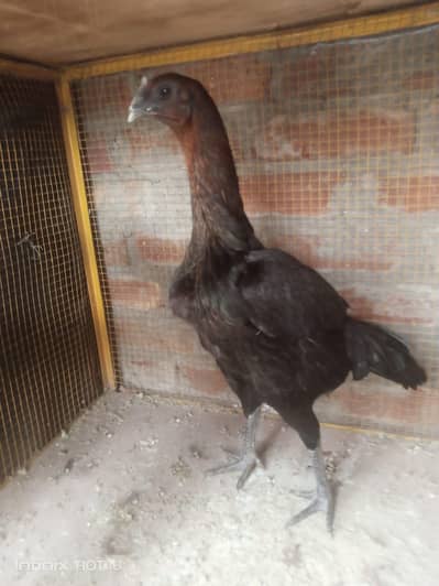 pure dragon femalefor sale