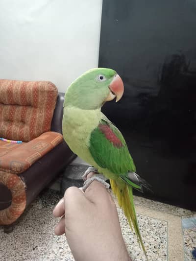 Raw Alexander Pahari