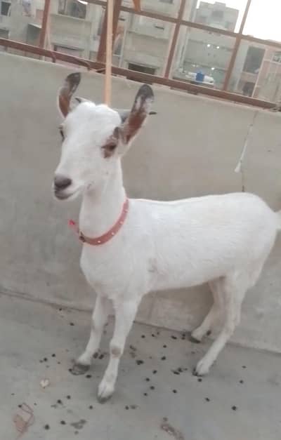 healthy and active female barbri and tapri