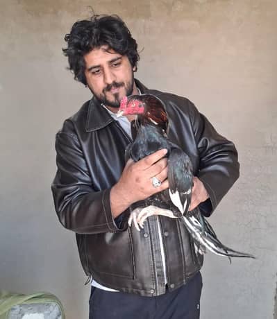 Pure Mianwli|Aseel For sale| 2 Murgy |