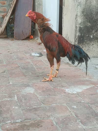 top quality aseel mian wali