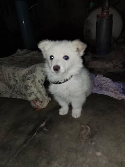 Russian puppy 2 months age