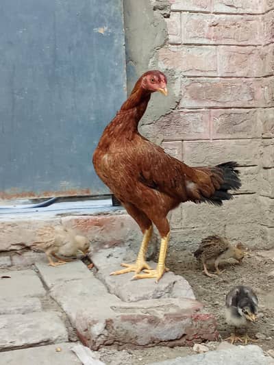 SINDHI HENS FOR BREEDING