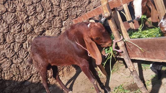 tadi Bakra for sale contact WhatsApp 0 3,23 ,21,54,780