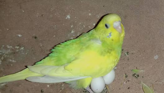 australian budgie (bajri) pairs for sale