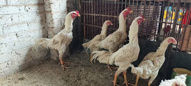 Shamo | Aseel Shamo | White Shamo | King Size Shamo | Shamo chicks