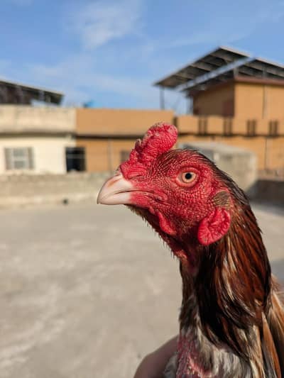 TOP  QUALITY ASEEL PAIR