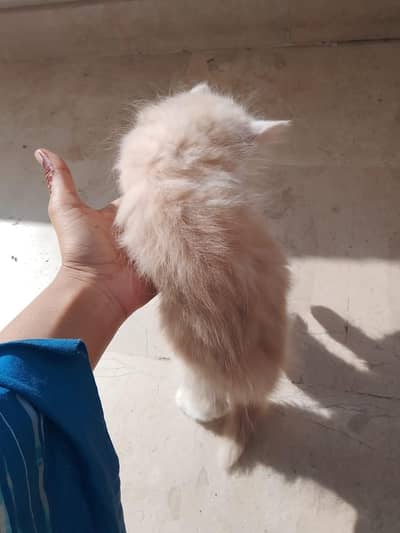 Fluffy Cream Persian Kitten with Blue Eyes 