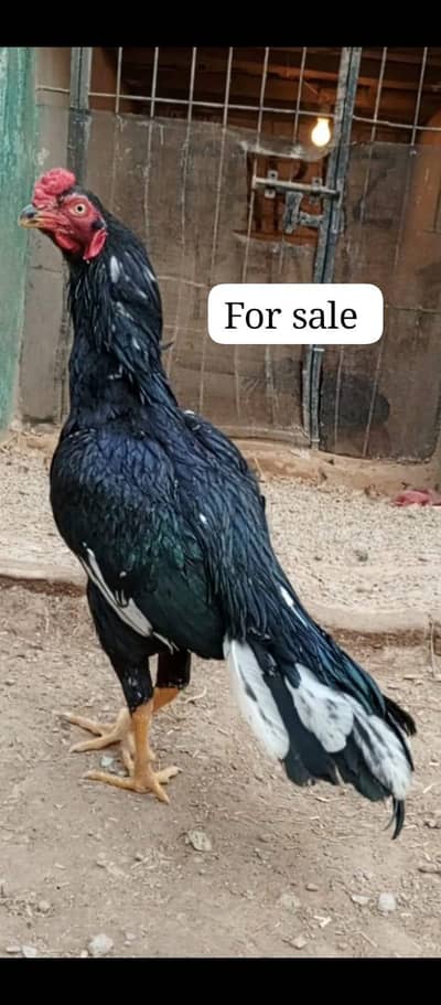 Indiana parrotbeak or Pakistani Aseel be ha