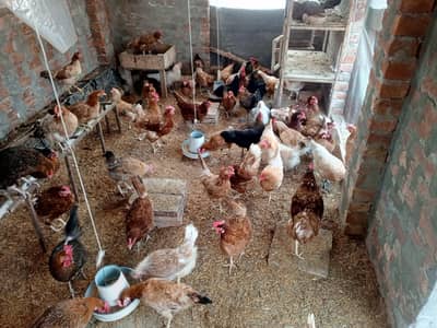 Egg laying Golden Misri