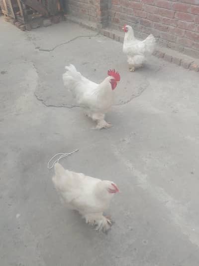 while buff golden buff