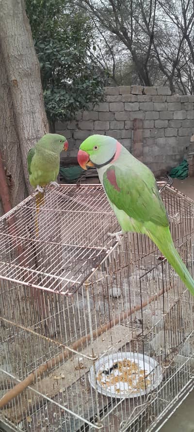 talking parrots pair