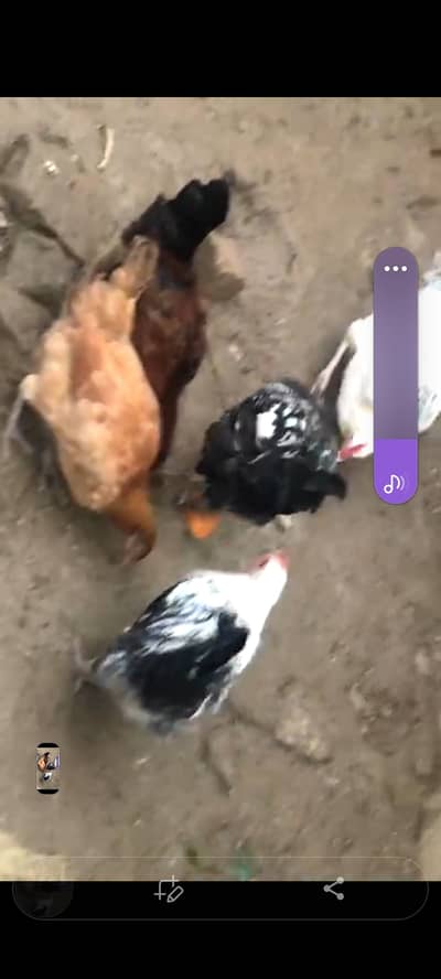 Mesri murgia for sale.