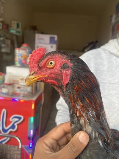 Pure Aseel / mushka tala