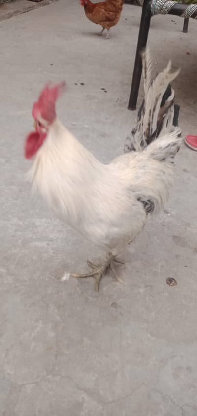 Hens for sale desi Egg wali