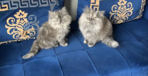 Persian triple coated kittens