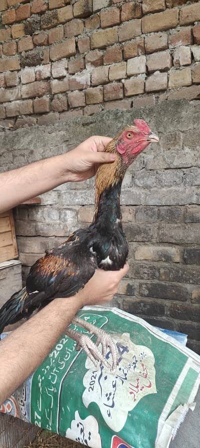 young hint cross patha imported blood line