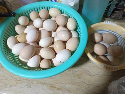 HOME PET DESI & FERTILE EGGS AVAILABLE