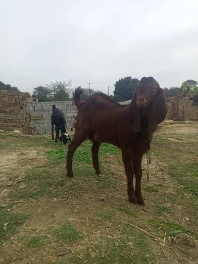 bakra for sale