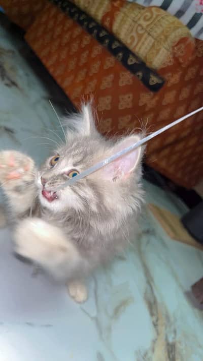 Pure Persian Cats & Kittens | Cash on Delivery | WhatsApp 03162619248