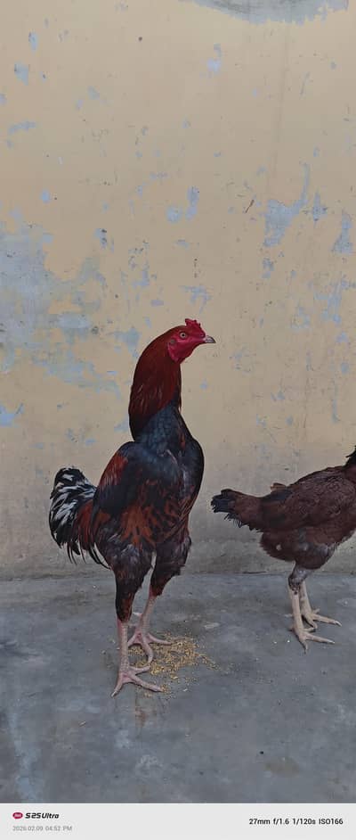 Lal Java mianwali murgi