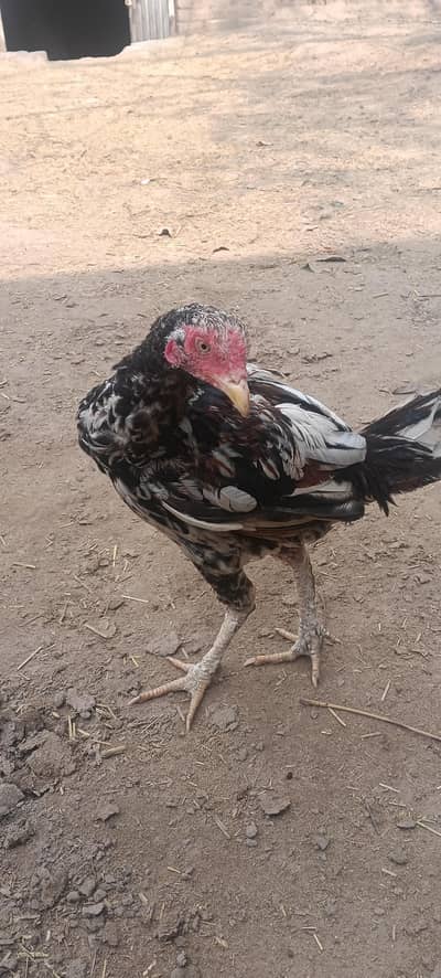 3 Aseel for sale in Gujrat