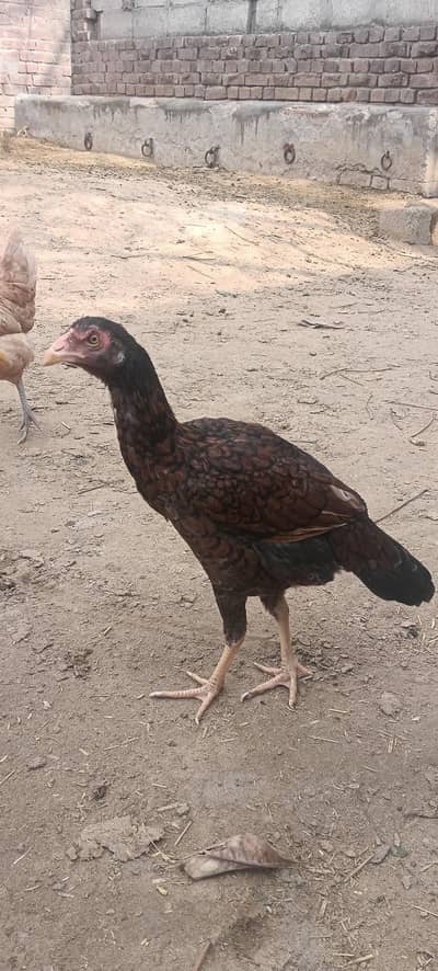 3 Aseel for sale in Gujrat