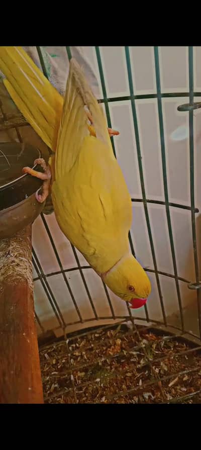 yellow ringneck  toking parrot