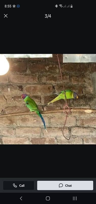 plum head pair for sale