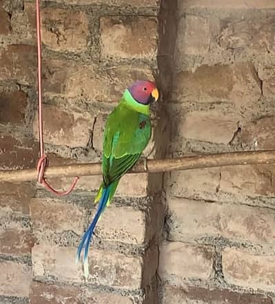 plum head pair for sale