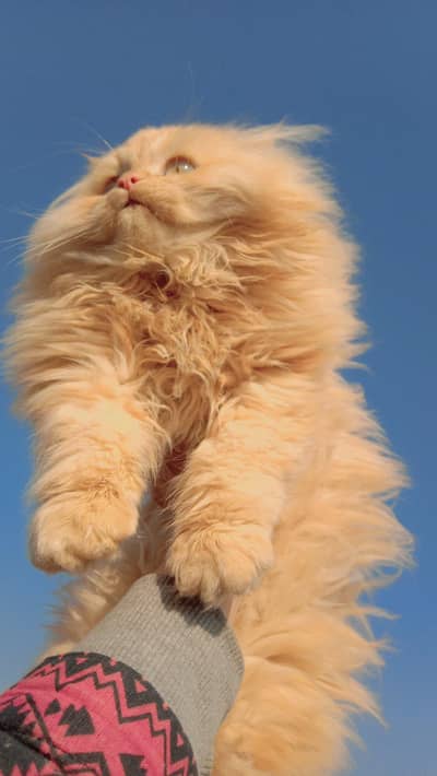 Persian cats available