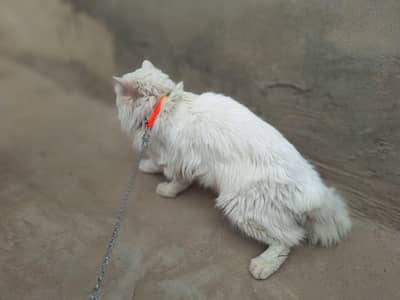Persian cat