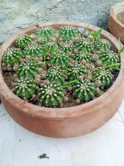 cactus plant