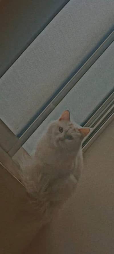 Persian Cat for sale