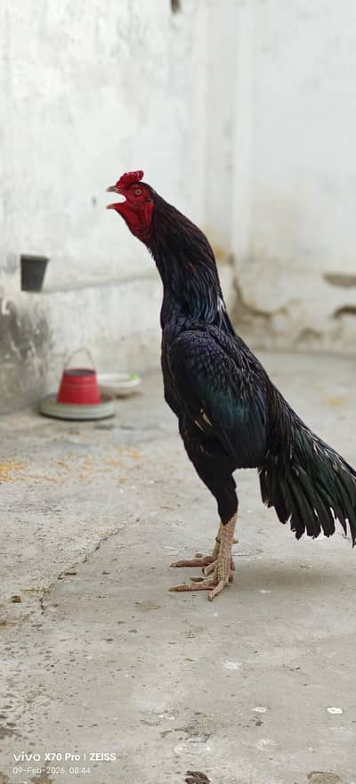 aseel murga black for sale