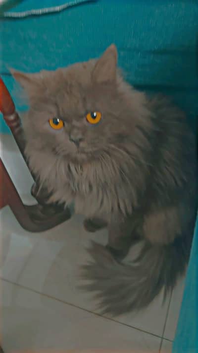 NAME:MAX    grey color. triple coat