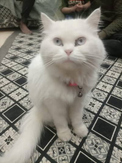 cat white Persian female triple coated