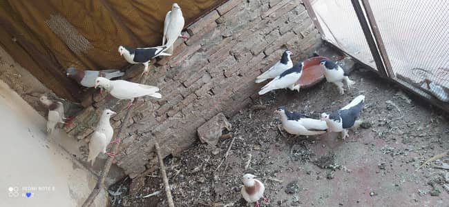 All Pigeon sale